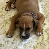 Photo of Darla   11 Week Old Kelpie X