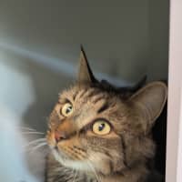 Photo of Koda (Bonded To Lulu)