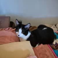 Photo of May ** 2nd Chance Cat Rescue**