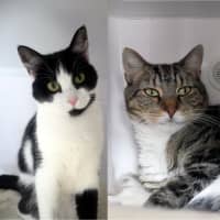 Photo of Wicket & Weasel