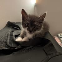Photo of Tarzan