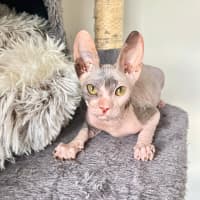 Photo of Echo (Was Roxanne)