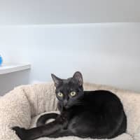 Photo of Shadow