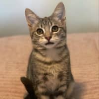 Photo of Miyo **2nd Chance Cat Rescue**