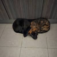 Photo of Toffee