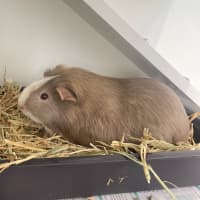 Photo of Stitch(bonded To Cyber)