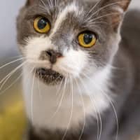 Photo of Mercan