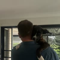 Photo of Macie   5 Month Old Staffy X (Trial)