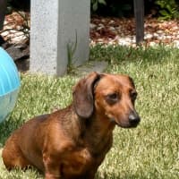 Photo of Winnie   4 Year Old Dachshund