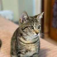 Photo of Chimon **2nd Chance Cat Rescue**
