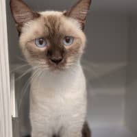 Photo of Milo