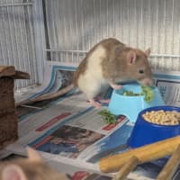 Photo of Cabbage, Joey And Pancake