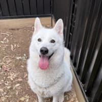 Photo of Stella