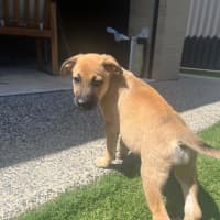Photo of Bella (Previously Cupcake)