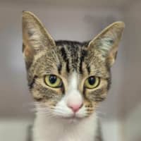Photo of Phoebe