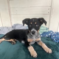 Photo of Chilly