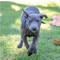 Photo of Blaze