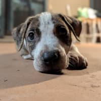 Photo of Rip