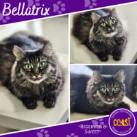 Photo of Bellatrix