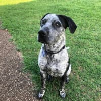 Photo of Samson *$250 Adoption Fee*