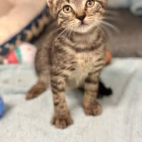 Photo of Cooper
