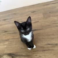 Photo of Fauna Meet Me At Petstock Chelsea