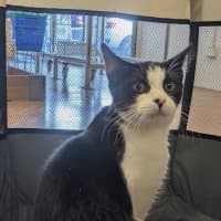 Photo of Otto 