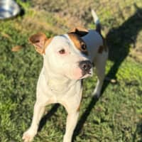 Photo of Goose (8850)