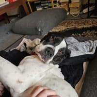 Photo of Rose