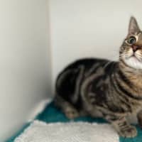 Photo of Bijoux