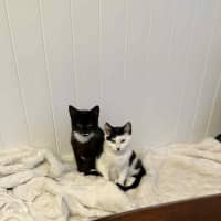 Photo of Pancake & Henry