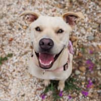 Photo of Chilli   22 Month Old Staffy X