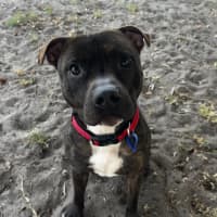 Photo of Blaze   22 Month Old Staffy (Trial 12/1)