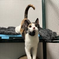 Photo of Callie Bean