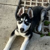 Photo of Moonie