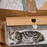 Photo of Remy