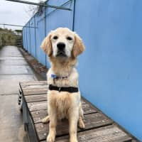 Photo of Pearl Woofster