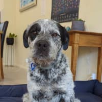 Photo of Gibble   2 Year Old Cattle Dog X Wolfhound (Trial)