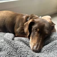 Photo of Fudge