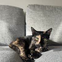 Photo of Honey