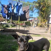 Photo of Timmy   4 Month Old Kelpie X