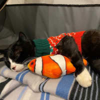 Photo of Pickles