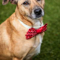 Photo of Willow