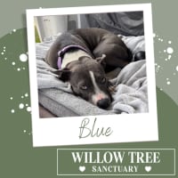 Photo of Blue
