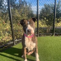 Photo of Roxy Imp 1300