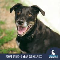 Photo of Banjo   6 Year Old Kelpie X