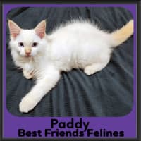 Photo of Paddy 
