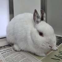 Photo of Snow White