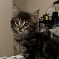 Photo of Louie **2nd Chance Cat Rescue**