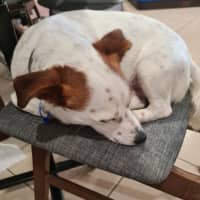 Photo of Dezman   4 Year Old Jack Russell Terrier